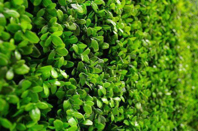 Artificial Green Wall Samples | Designer Vertical Gardens
