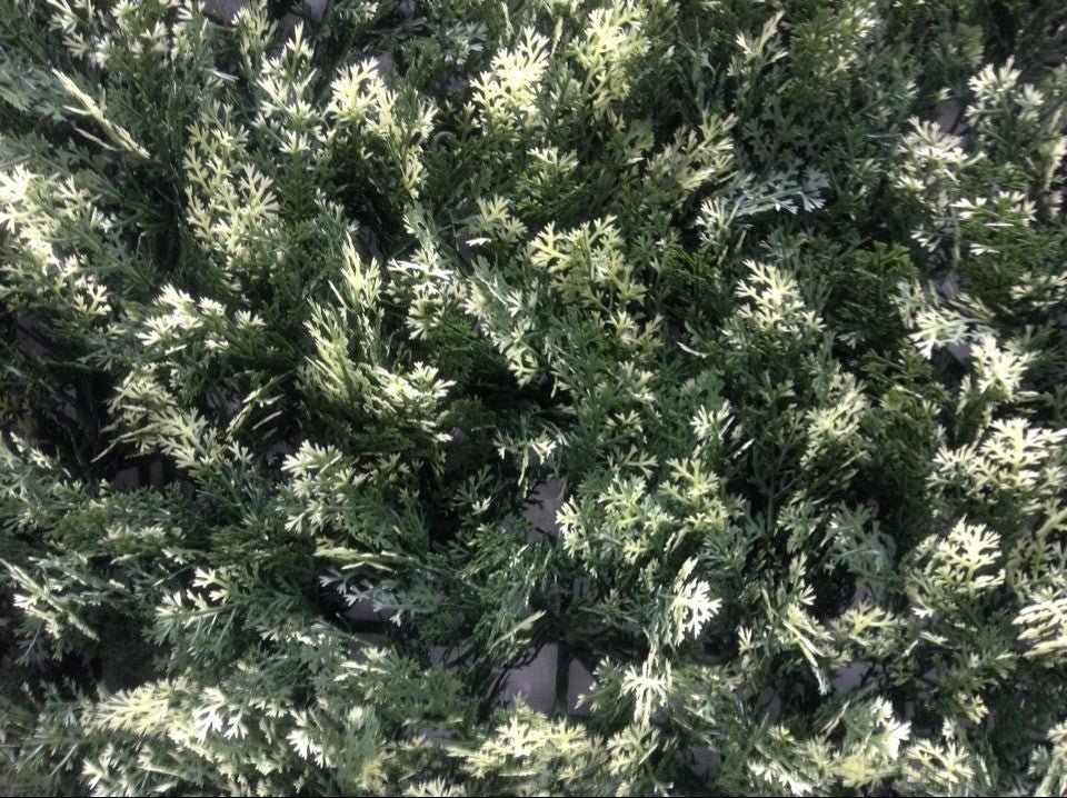 Cypress Pine - Designer Vertical Gardens