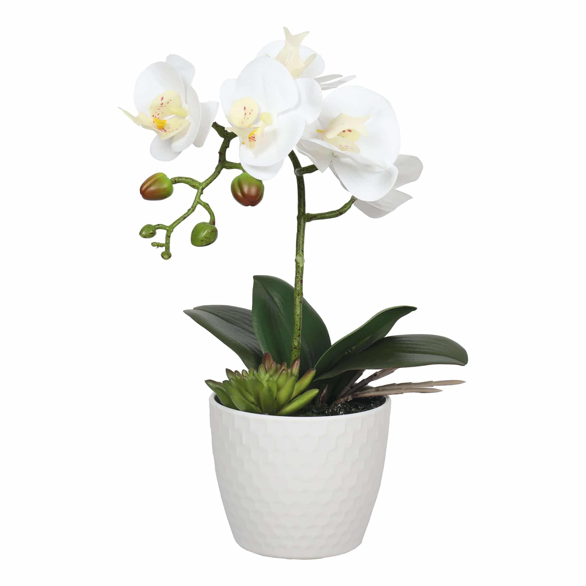 Orchids & Succulents | Designer Vertical Gardens