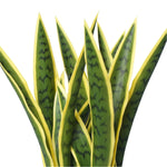 Artificial (faux) Mother in Law Tongue / Yellow Tongue Snake Plant UV Resistant 100CM - Designer Vertical Gardens artificial green wall sydney artificial vertical garden melbourne