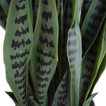 Artificial Snake Plant Sansevieria UV Resistant 90cm - Designer Vertical Gardens agave Artificial Shrubs and Small plants