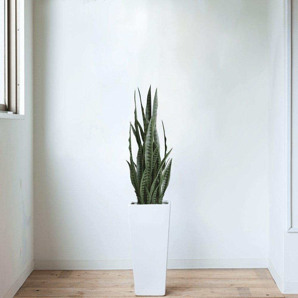 Artificial Snake Plant Sansevieria UV Resistant 90cm - Designer Vertical Gardens agave Artificial Shrubs and Small plants