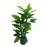 Premium Artificial Cordyline Fructicosa Green / Ti Plant 90cm - Designer Vertical Gardens Artificial Shrubs and Small plants