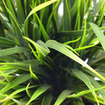 38cm Ornamental Potted Artificial Grass Plant Dense Green Grass - Designer Vertical Gardens artificial green wall sydney artificial vertical garden melbourne