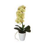 40cm Butterfly Artificial Potted Orchid Cream - Designer Vertical Gardens artificial garden wall plants artificial green wall australia