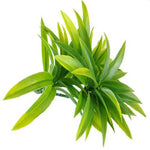 5 Pack - UV Yucca Stem - 30cm - Designer Vertical Gardens artificial garden wall plants artificial green wall australia