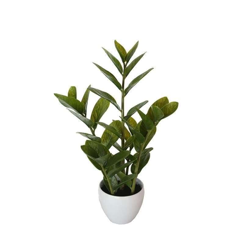 60cm Potted Faux Zanzibar - Designer Vertical Gardens artificial garden wall plants artificial green wall australia