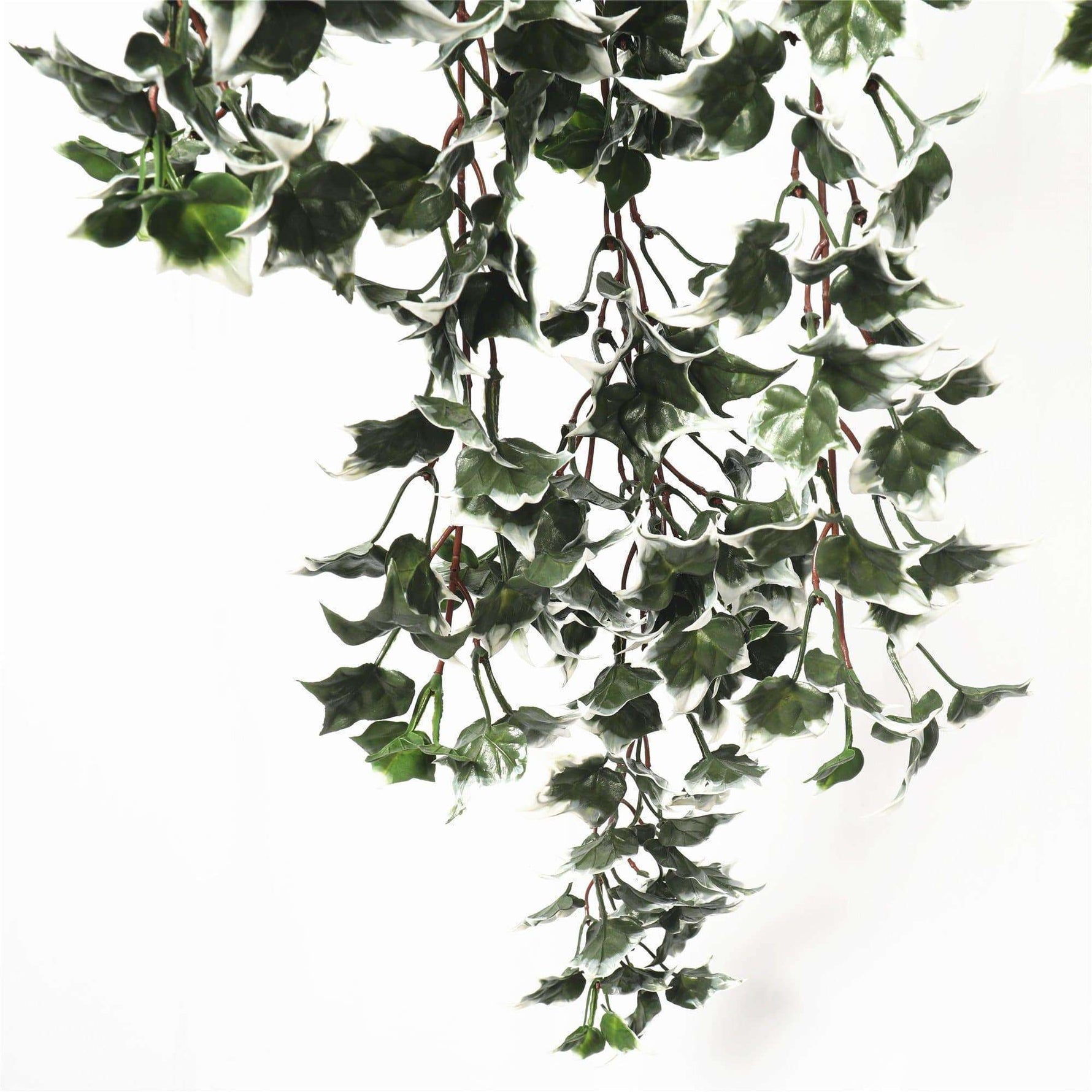 80cm Mixed Green & White Tipped Hanging Artificial Ivy Bush UV Stable - Designer Vertical Gardens artificial garden wall plants artificial green wall australia