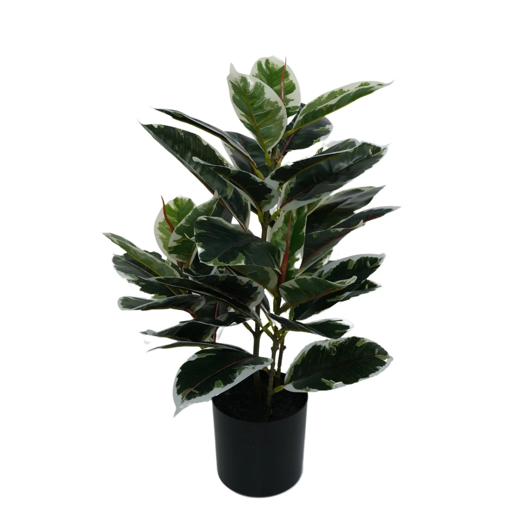 Artificial Bushy Dense Variegated Ficus Tree (Rubber Tree) 50cm - Designer Vertical Gardens Artificial Ficus artificial garden plants