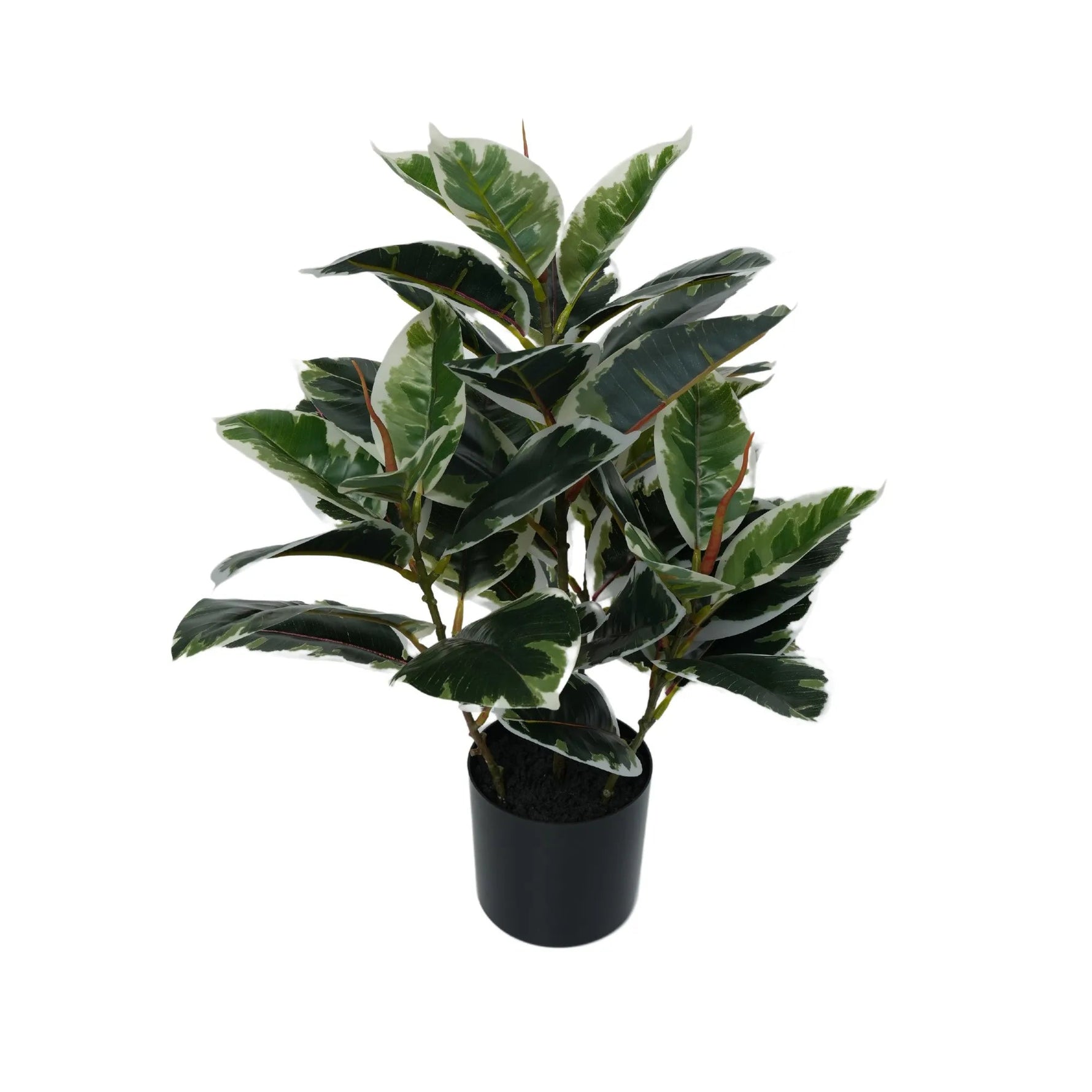 Artificial Bushy Dense Variegated Ficus Tree (Rubber Tree) 50cm - Designer Vertical Gardens Artificial Ficus artificial garden plants