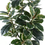 Artificial Bushy Variegated Ficus Tree (Rubber Tree) 120cm - Designer Vertical Gardens