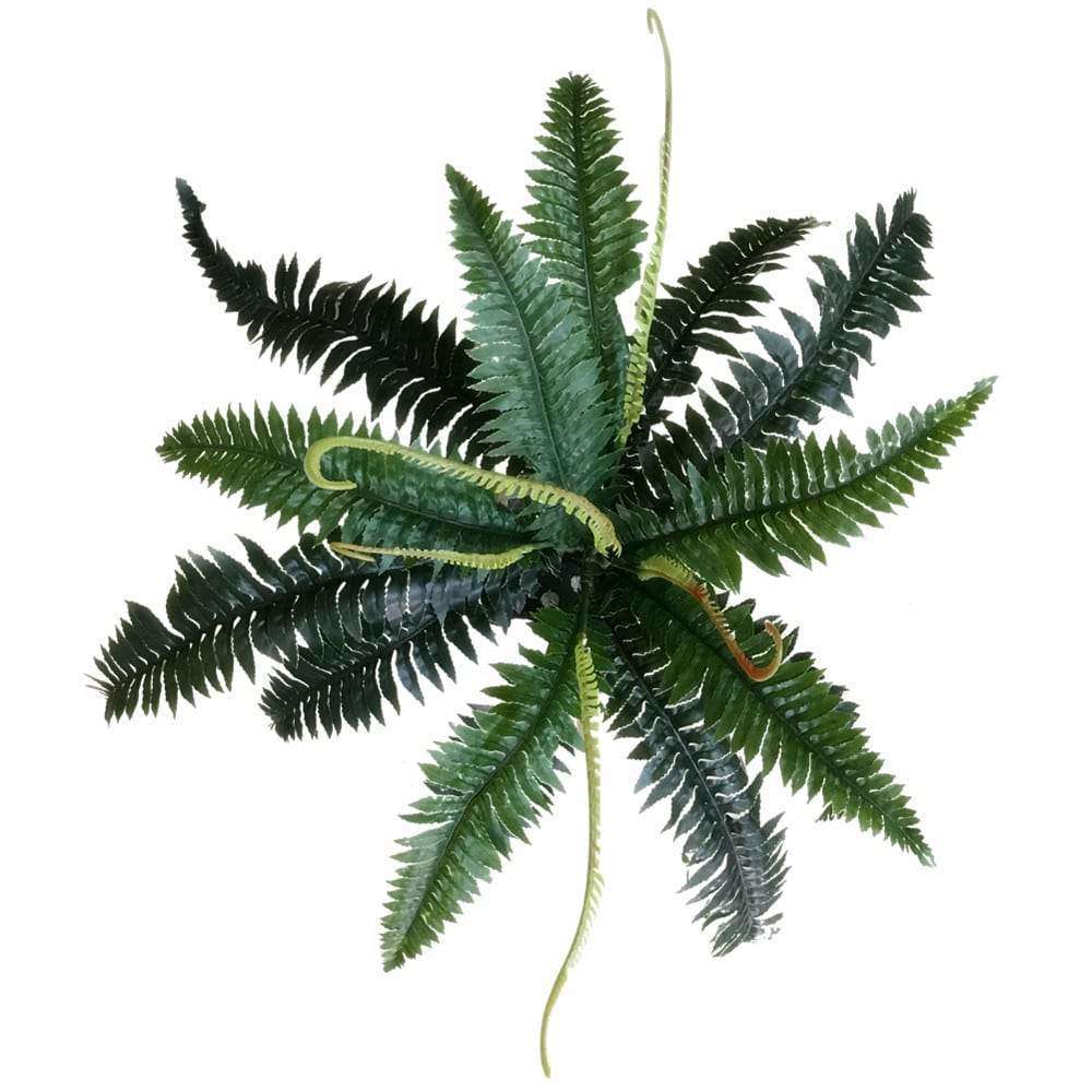 Artificial Dark Green Boston Fern 60cm - Designer Vertical Gardens artificial green wall sydney artificial vertical garden melbourne