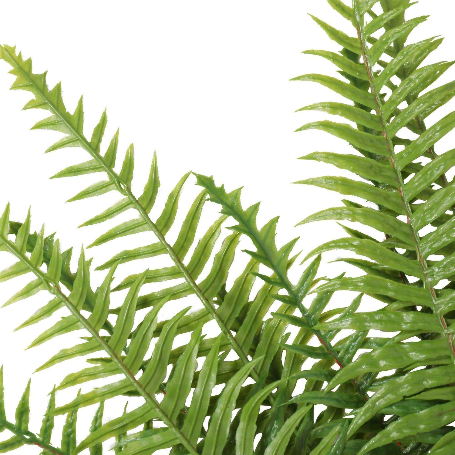 Artificial Fern (Lady Fern) 50cm UV Resistant - Designer Vertical Gardens