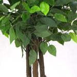 Artificial Ficus Tree 180cm Nearly Natural UV Resistant - Designer Vertical Gardens Artificial Ficus Artificial Trees