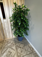 Artificial Ficus Tree 180cm Nearly Natural UV Resistant - Designer Vertical Gardens Artificial Ficus Artificial Trees