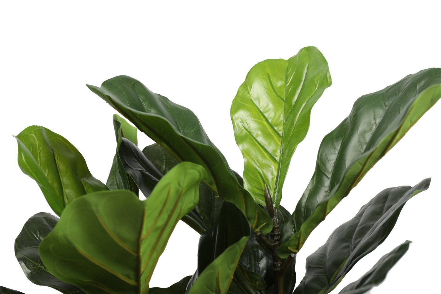 Artificial Fiddle Fig Tree 70cm - Designer Vertical Gardens artificial green wall sydney artificial vertical garden melbourne