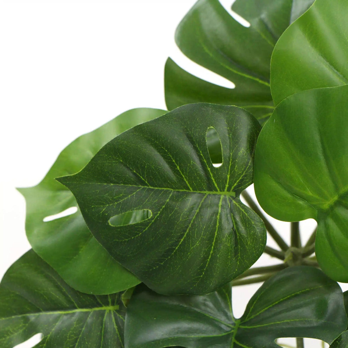 Artificial Monstera Adansonii Plant 50cm - Designer Vertical Gardens hanging plants Stems / Ferns