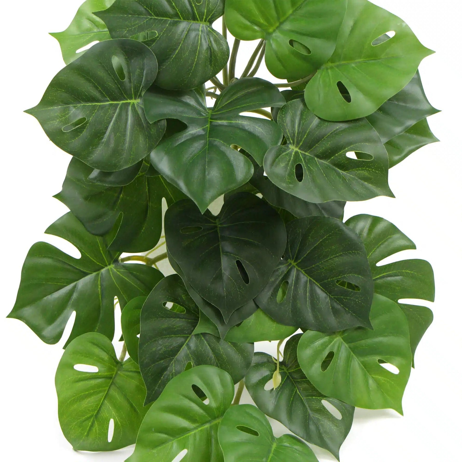 Artificial Monstera Adansonii Plant 50cm - Designer Vertical Gardens hanging plants Stems / Ferns