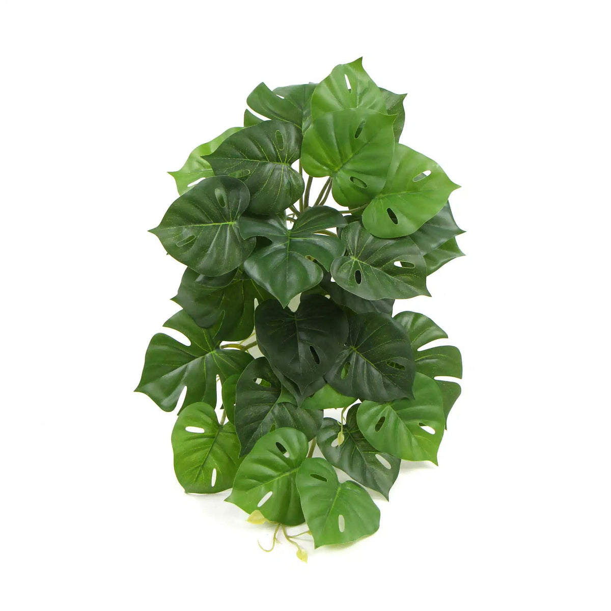 Artificial Monstera Adansonii Plant 50cm - Designer Vertical Gardens hanging plants Stems / Ferns