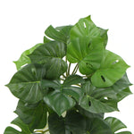 Artificial Monstera Adansonii Plant 50cm - Designer Vertical Gardens hanging plants Stems / Ferns