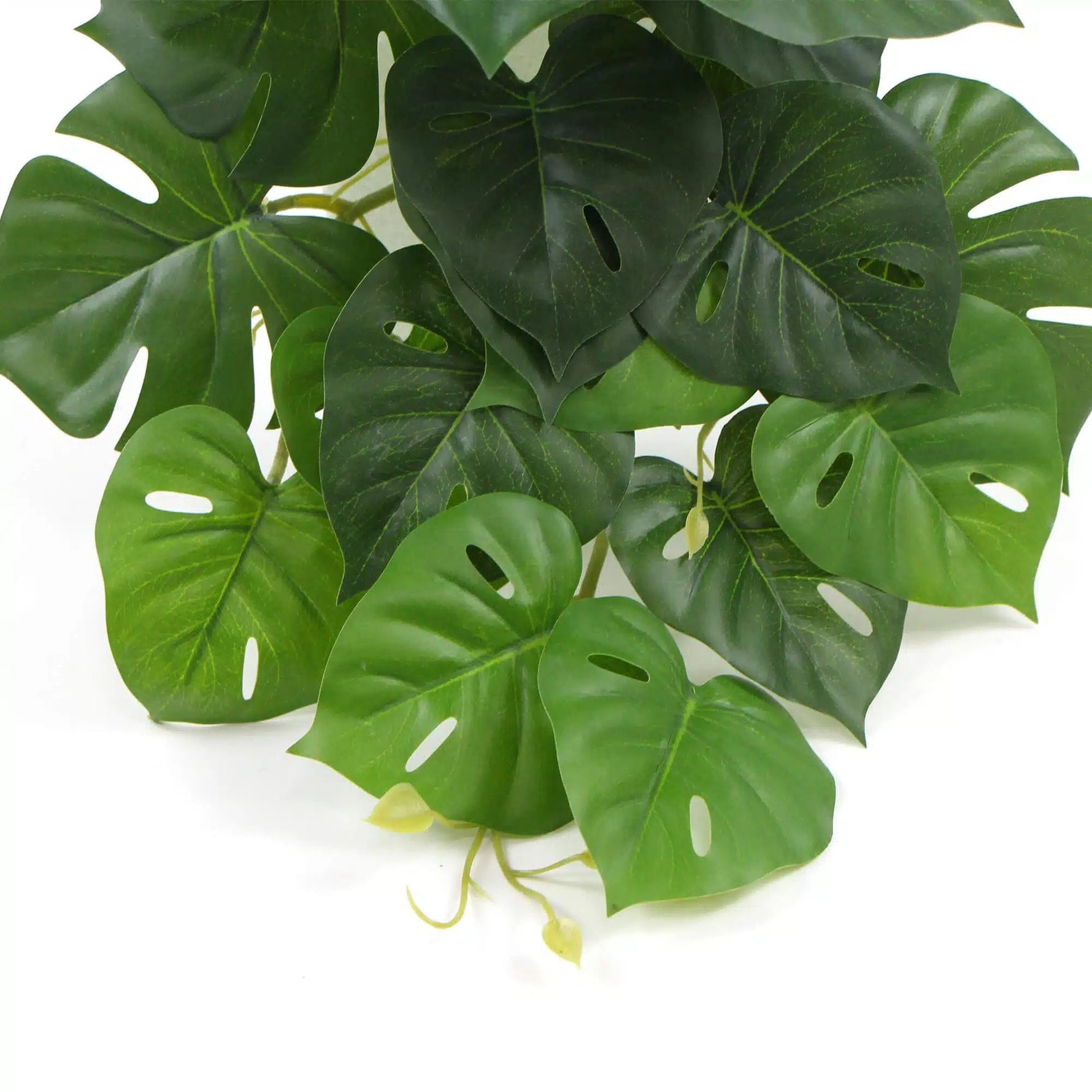 Artificial Monstera Adansonii Plant 50cm - Designer Vertical Gardens hanging plants Stems / Ferns