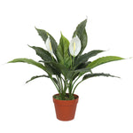 Artificial Spathiphyllum Peace Lily Plant with White Flowers 60cm - Designer Vertical Gardens Artificial Shrubs and Small plants