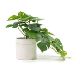 Decorative Ceramic Bowl Potted Artificial Monstera Plant 30cm - Designer Vertical Gardens Artificial Shrubs and Small plants