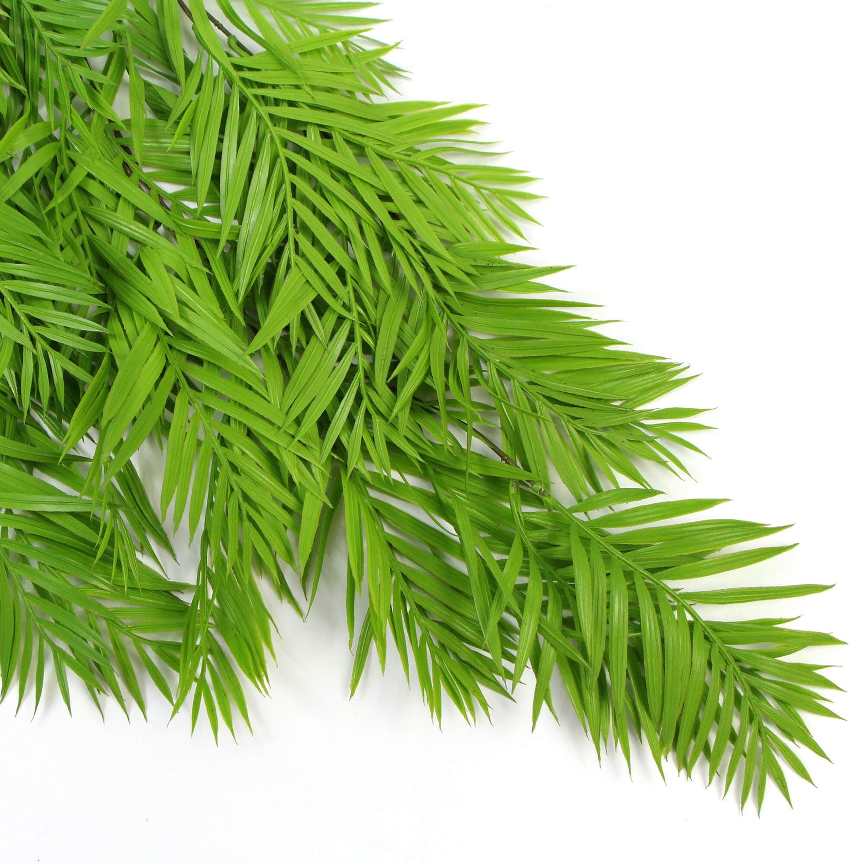 Hanging Fresh Green Boston Fern UV Resistant 80cm - Designer Vertical Gardens fake plant stem garland