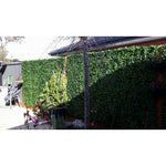 Jasmine Artificial Hedge Screen / Green Wall Panel UV Resistant 100cm x 100cm UV Resistant - Designer Vertical Gardens artificial garden wall plants artificial green wall australia