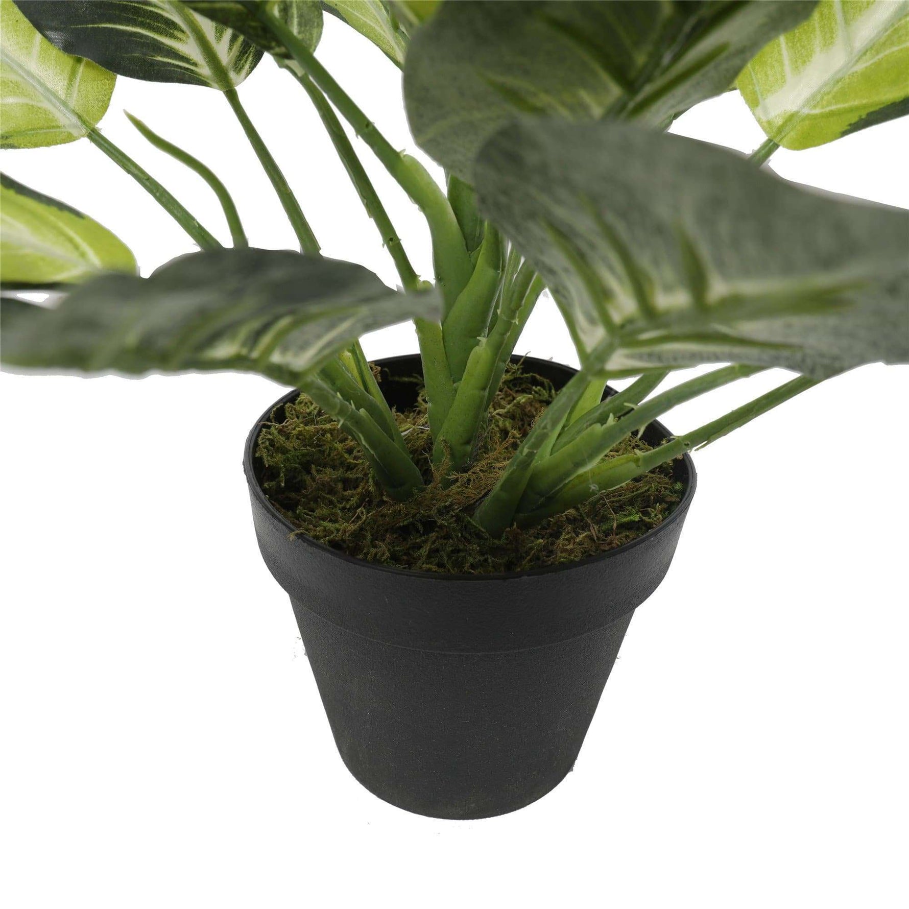 Leopard Lily (Dieffenbachia) with Pot 40cm - Designer Vertical Gardens artificial garden wall plants artificial green wall sydney