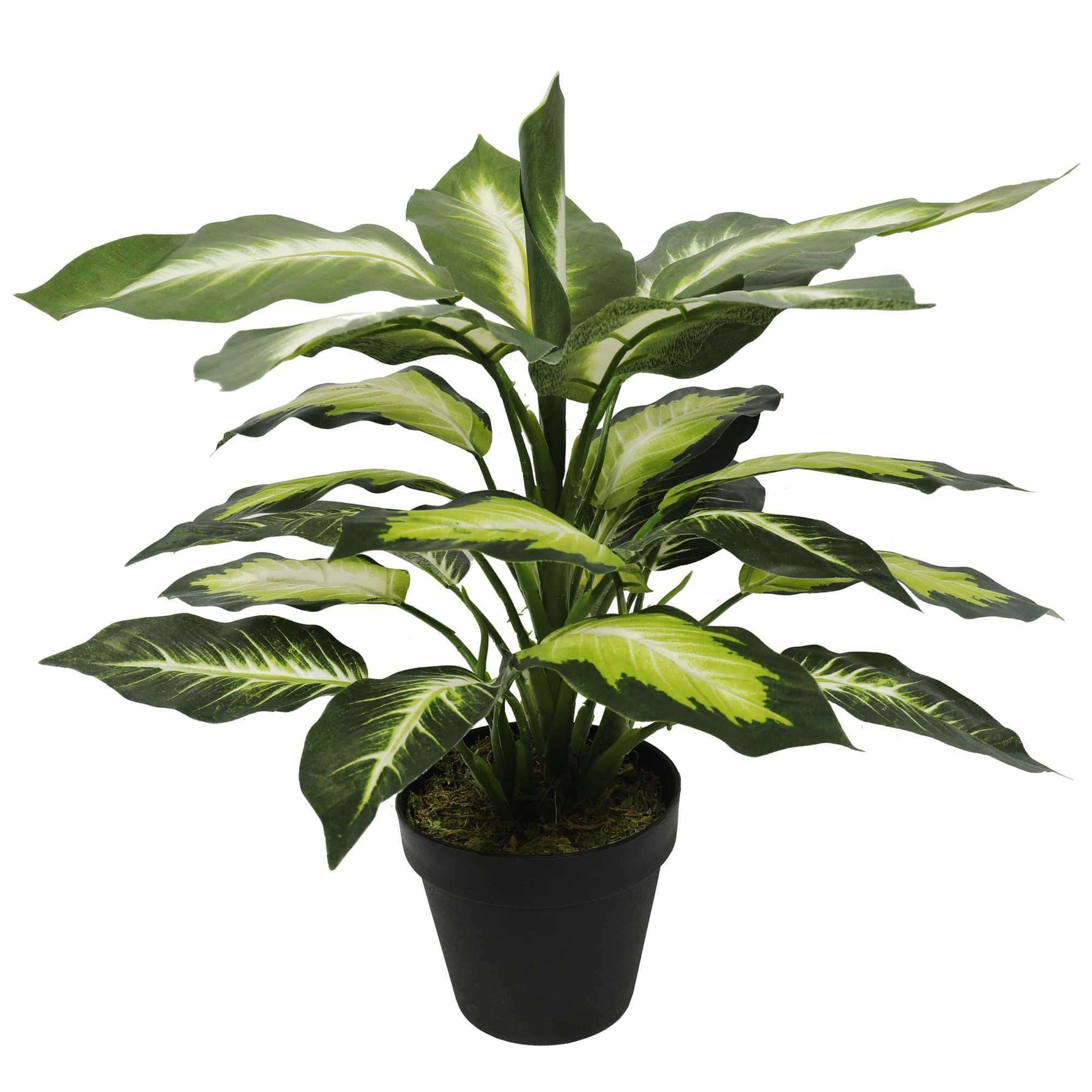 Leopard Lily (Dieffenbachia) with Pot 40cm - Designer Vertical Gardens artificial garden wall plants artificial green wall sydney