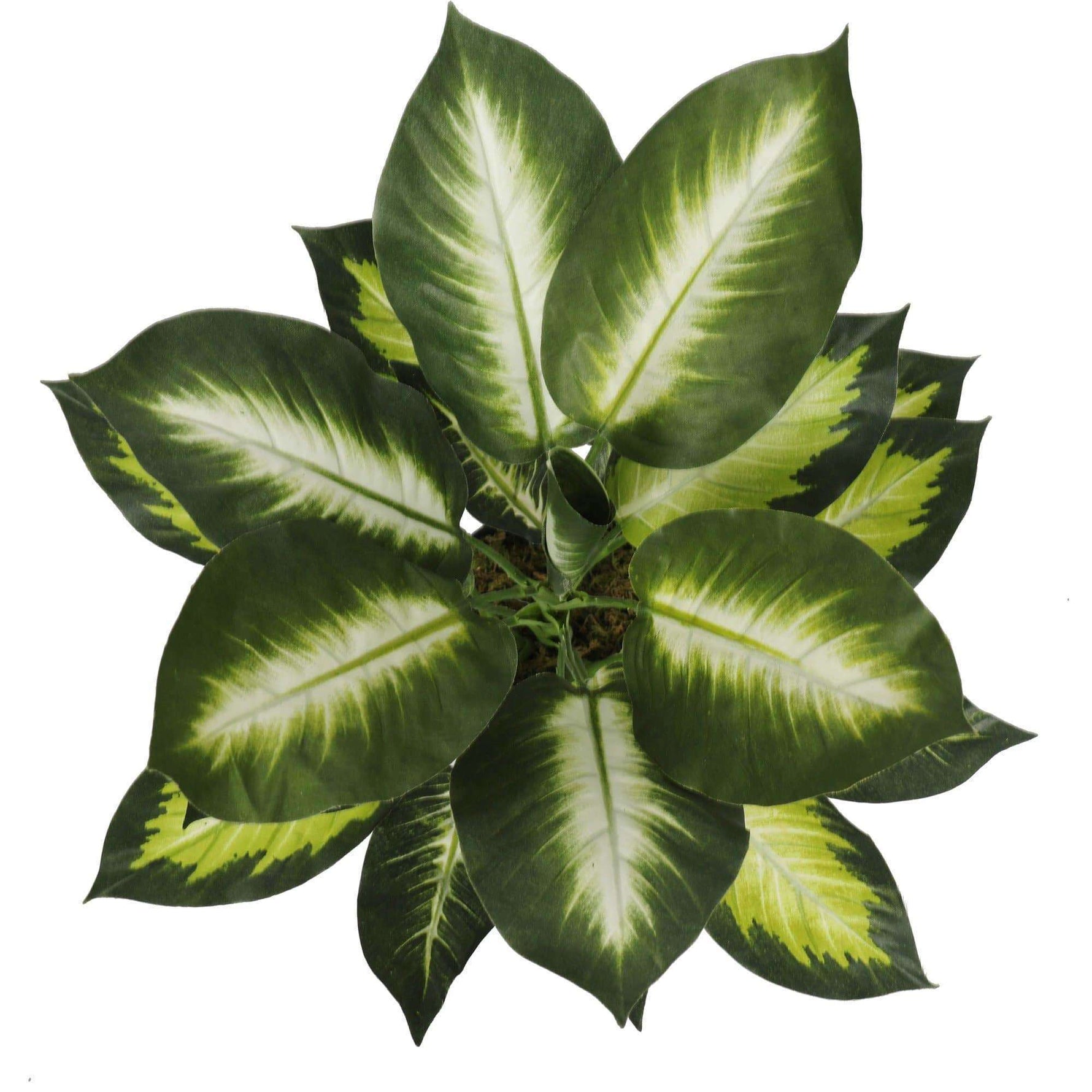 Leopard Lily (Dieffenbachia) with Pot 40cm - Designer Vertical Gardens artificial garden wall plants artificial green wall sydney