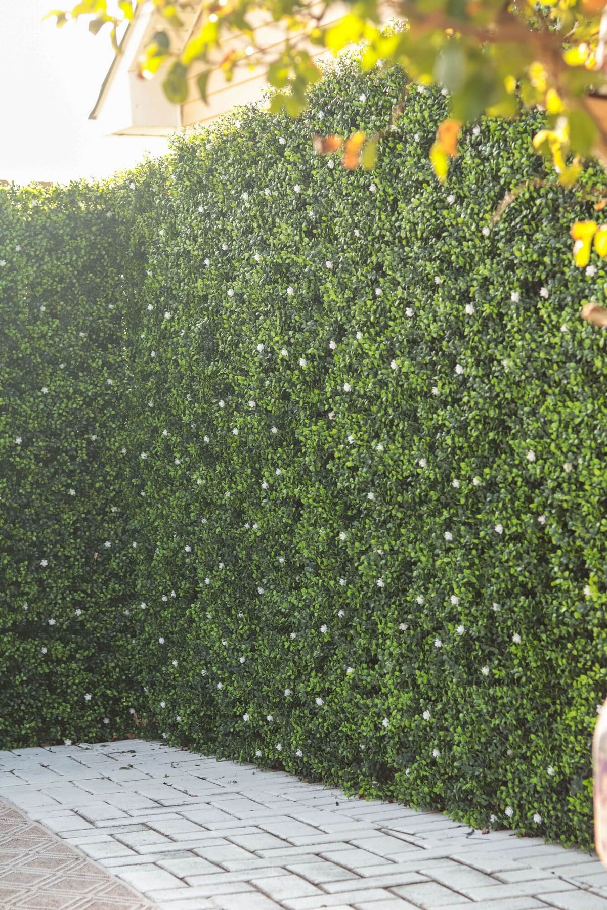 Luxury Flowering Artificial Buxus Hedge Panel UV Resistant 1m X 1m - Designer Vertical Gardens artificial green wall australia artificial green wall sydney