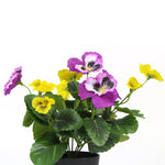 Mixed Pink And Yellow Flowering Potted Artificial Pansy Plants 25cm - Designer Vertical Gardens Artificial Shrubs and Small plants Flowering plants