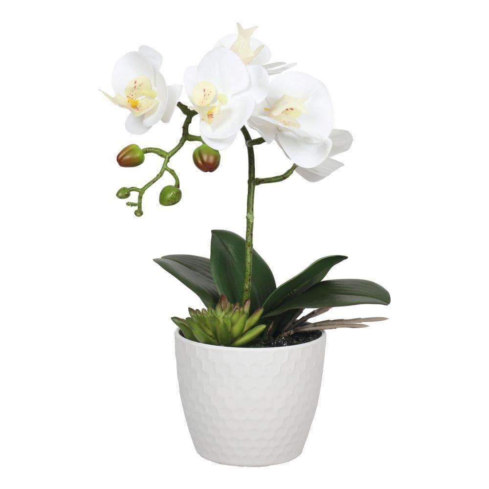 Potted Single Stem White Phalaenopsis Orchid with Decorative Pot 35cm - Designer Vertical Gardens Flowering plants orchid