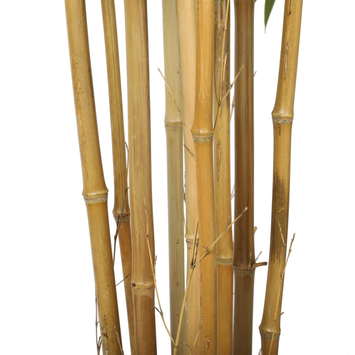 Premium Natural Cane Artificial Bamboo (UV Resistant) 210cm - Designer Vertical Gardens Artificial Trees Artificial Trees for Balconies