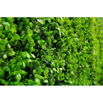 Sample - UV Dense Buxus Panel (25cm x 25cm) - Designer Vertical Gardens artificial garden wall plants artificial green wall australia