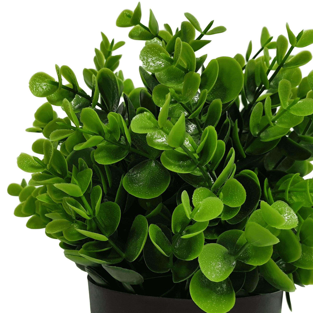 Small Potted Artificial Peperomia Plant UV Resistant 20cm - Designer Vertical Gardens flowering green wall artificial plants