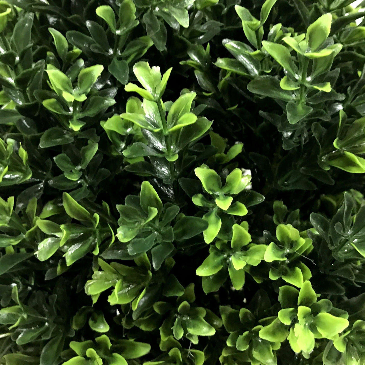 UV Resistant Artificial Topiary Shrub (Hedyotis) 50CM Mixed Green - Designer Vertical Gardens artificial garden wall plants artificial green wall australia